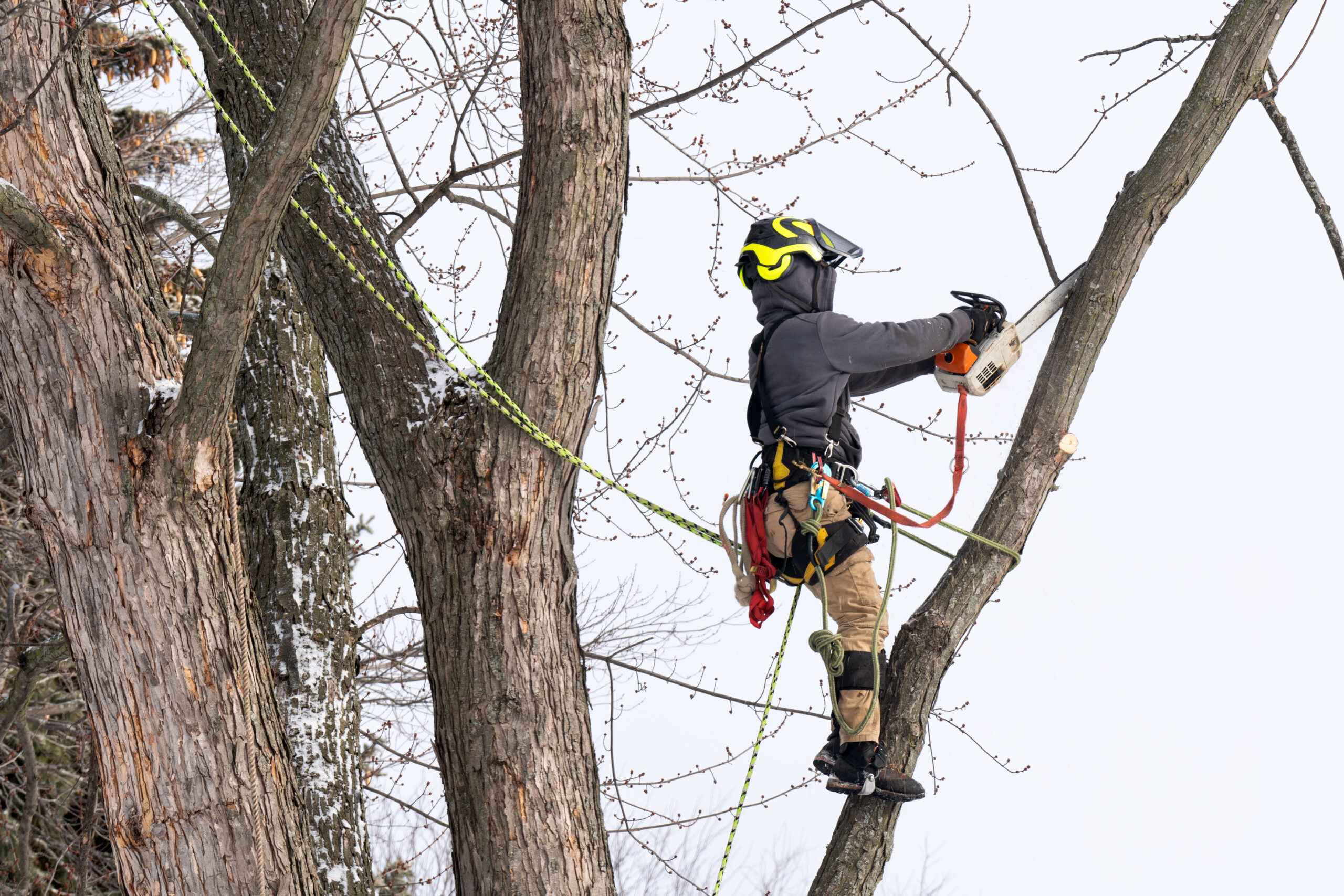 Asheville Tree Pruning