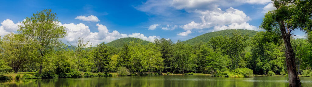 Black Mountain Trees