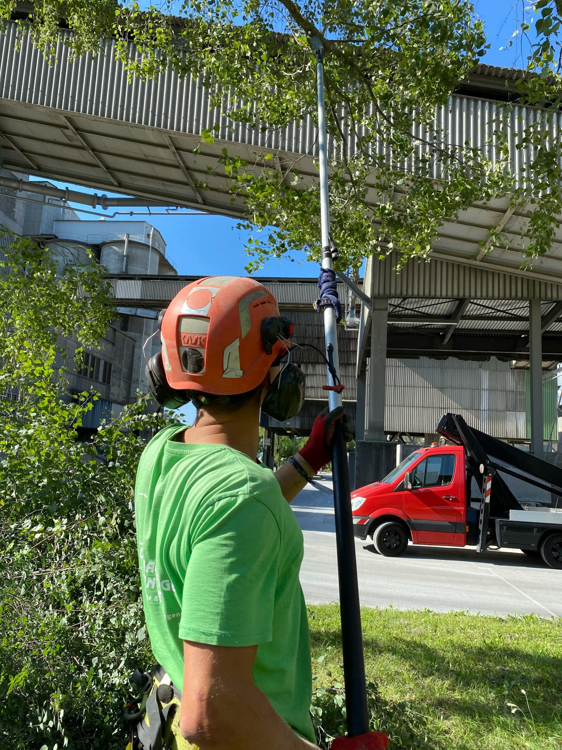 Healthy Tree Pruning