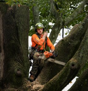 arborist tree trimming