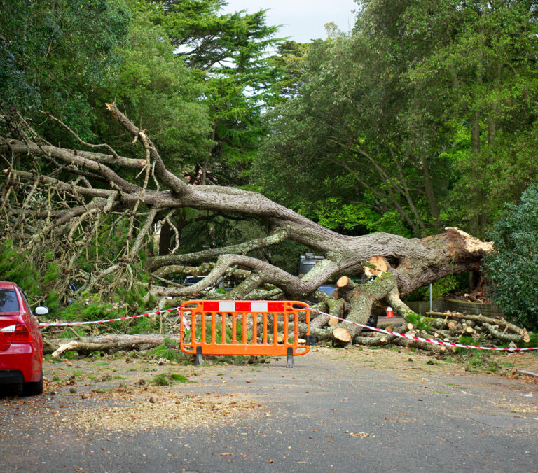 dangerous tree removal