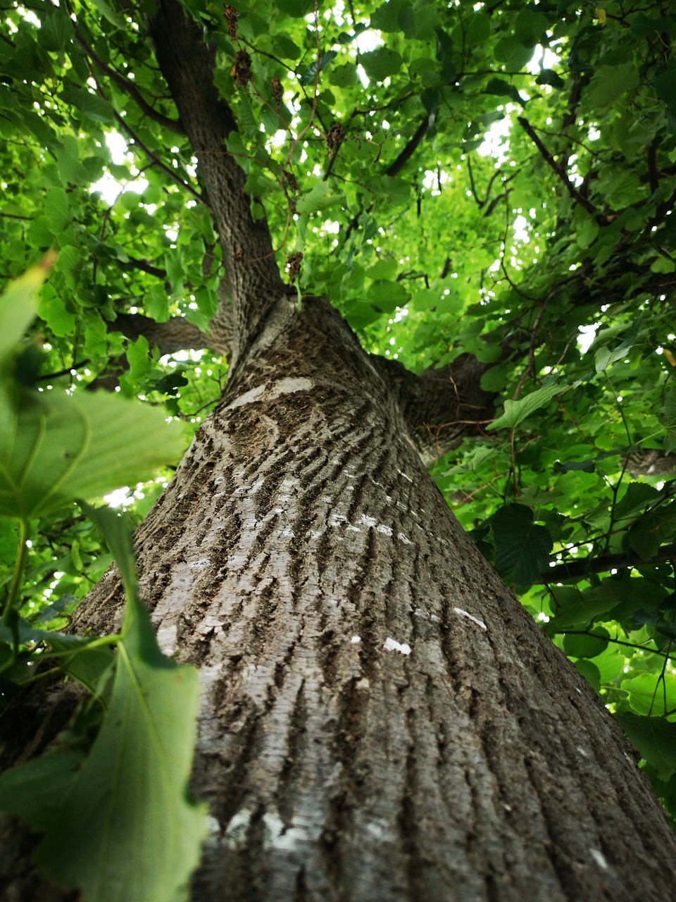 tree pruning