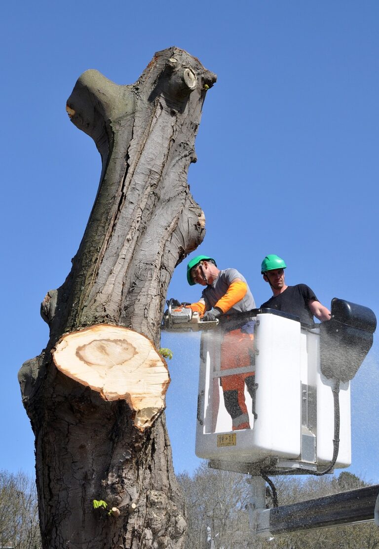 tree removal