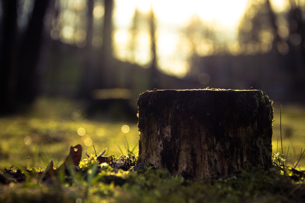 tree stump removal