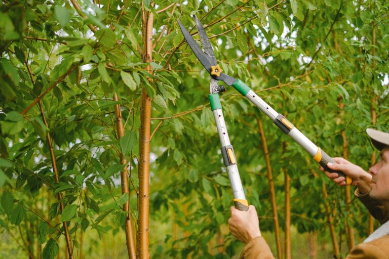 tree trimming